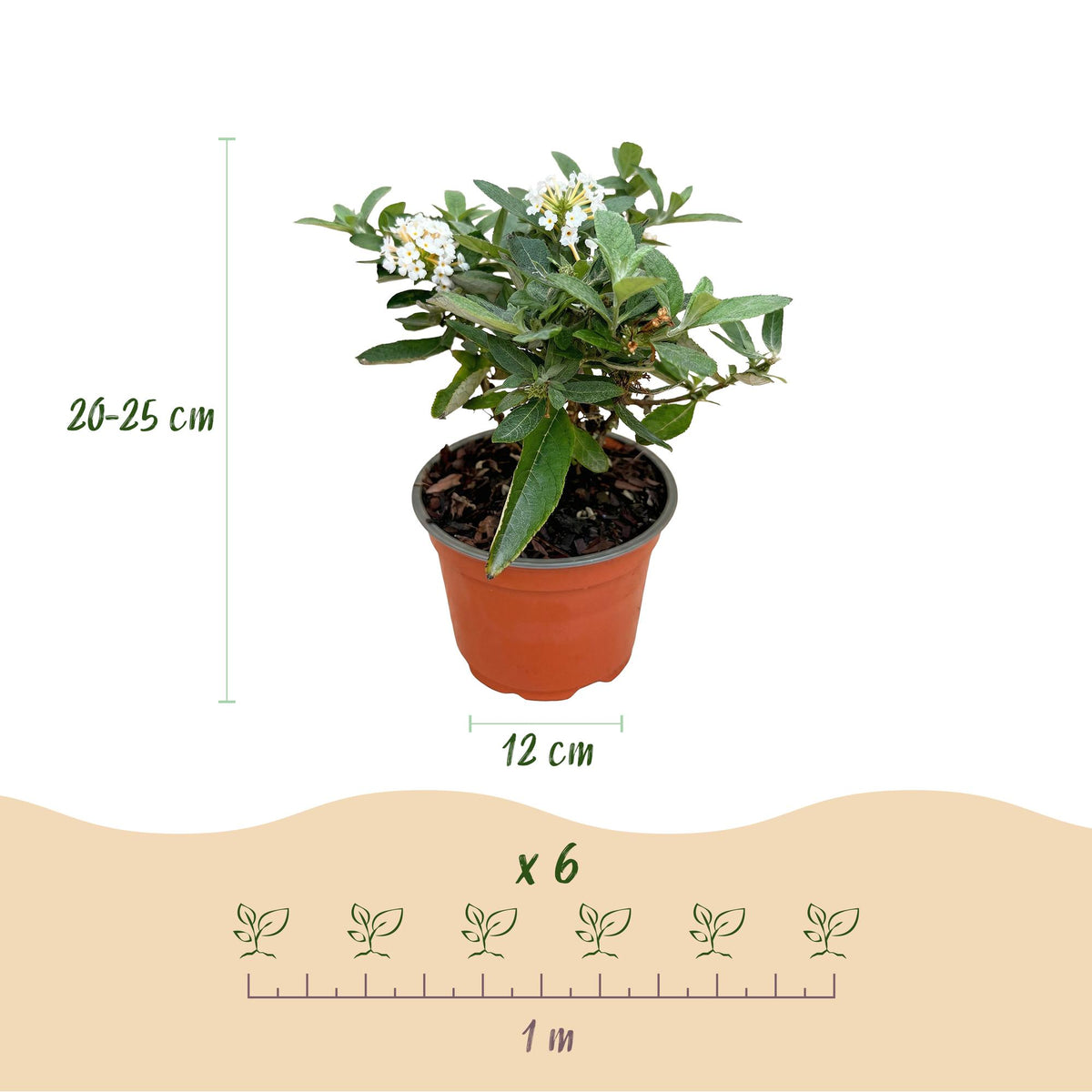 Green boutiQ - Plante de jardin - Buddleja davidii Butterfly Candy Little White - Arbre aux papillons - Compact - Blanc - 3 Plantes - Pot 12cm - Hauteur 20-25cm