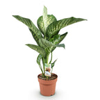 Green BoutiQ - Green is... Plantes d'intérieur - Dieffenbachia Tropic Snow - Dieffenbachia - Peu d'entretien - Vert - 1 plante - Pot 21cm - Hauteur 90-100cm