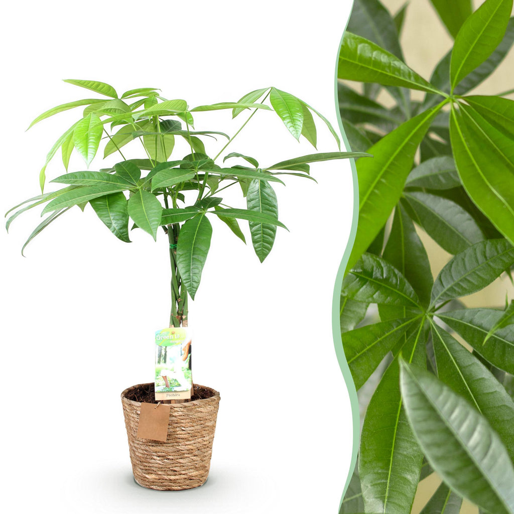 Green BoutiQ - Green is... Plantes d'intérieur - Pachira Aquatica tronc tressé - Arbre à argent - Entretien facile - avec panier - Vert - 1 plante - Pot 17cm - Hauteur 60-70cm