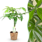 Green BoutiQ - Green is... Plantes d'intérieur - Pachira Aquatica tronc tressé - Arbre à argent - Entretien facile - avec panier - Vert - 1 plante - Pot 17cm - Hauteur 60-70cm