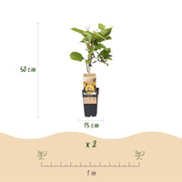 Green boutiQ - Fruitplant - Actinidia Weiki & Golden Kiwi - Kiwiplant - 1 Mannelijke - 3 Vrouwelijke - Planten - Geel - Pot 15cm - Hoogte 50cm