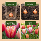 120x Tulipa Glowing with pride - Tulp Glowing with pride - Diversen - Voorjaarsbloeier - Bolmaat 11/12