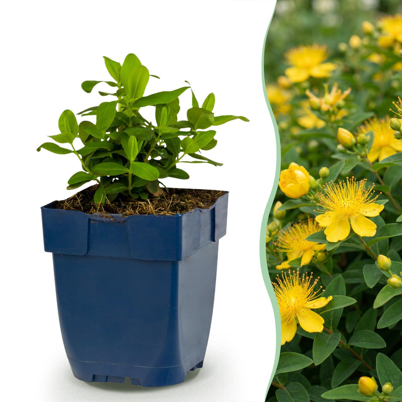 Green boutiQ - Vasteplant - Hypericum calycinum - Sint-Janskruid - Bijen- en vlinderlokkers - Geel - 12 Planten - Pot 11cm - Hoogte 15-25cm