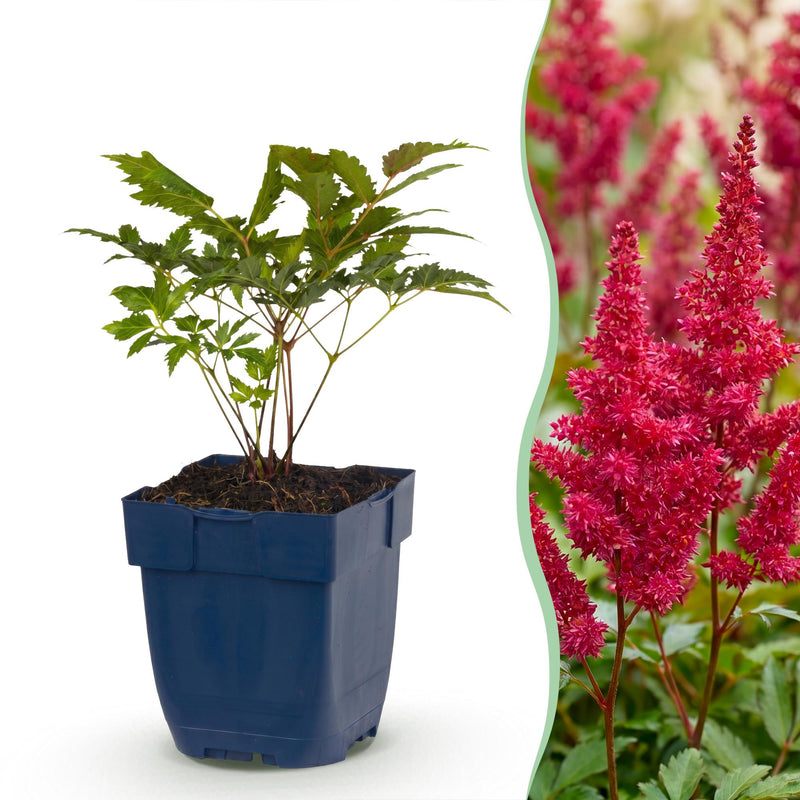 Green boutiQ - Vasteplant - Astilbe (A) Fanal - Pluimspirea - Schaduw - Rood - 24 Planten - Pot 11cm - Hoogte 15-25cm