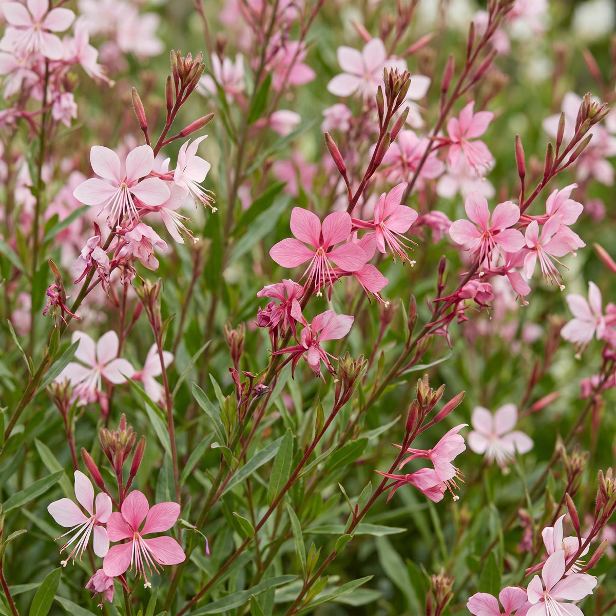 Green boutiQ - Stauden - Gaura lindh. Florgauros - Prachtkerze - Bienen- und Schmetterlingsmagnet - Rosa - 1 Pflanze - Topf 11cm - Höhe 15-25cm