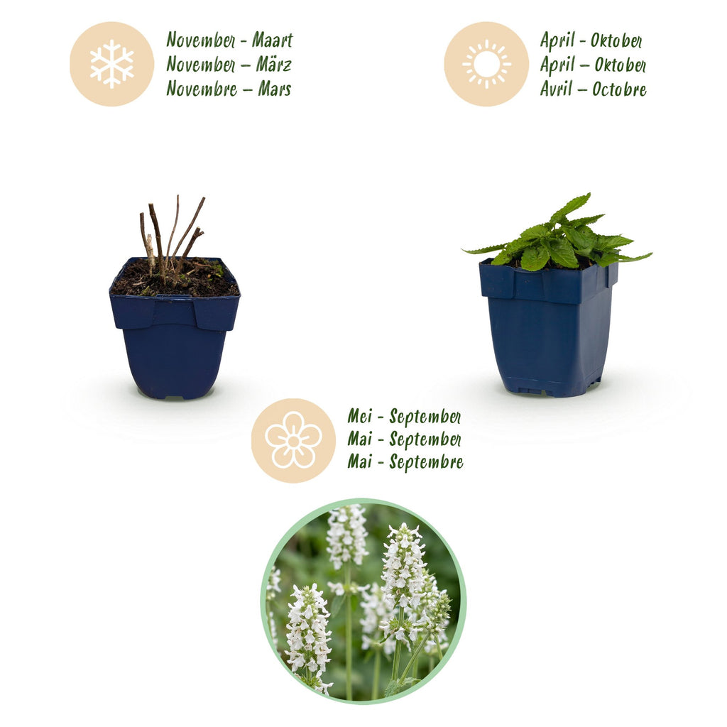 Green boutiQ - Stauden - Stachys off. Alba - Woll-Ziest - Bienen- und Schmetterlingsmagnet - Weiß - 6 Pflanzen - Topf 11cm - Höhe 15-25cm