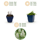 Green boutiQ - Stauden - Stachys off. Alba - Woll-Ziest - Bienen- und Schmetterlingsmagnet - Weiß - 6 Pflanzen - Topf 11cm - Höhe 15-25cm