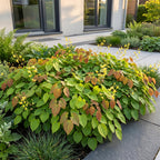 Green boutiQ - Stauden - Epimedium perralch. Frohnleiten - Elfenblume - Schatten - Gelb - 6 Pflanzen - Topf 11cm - Höhe 15-25cm