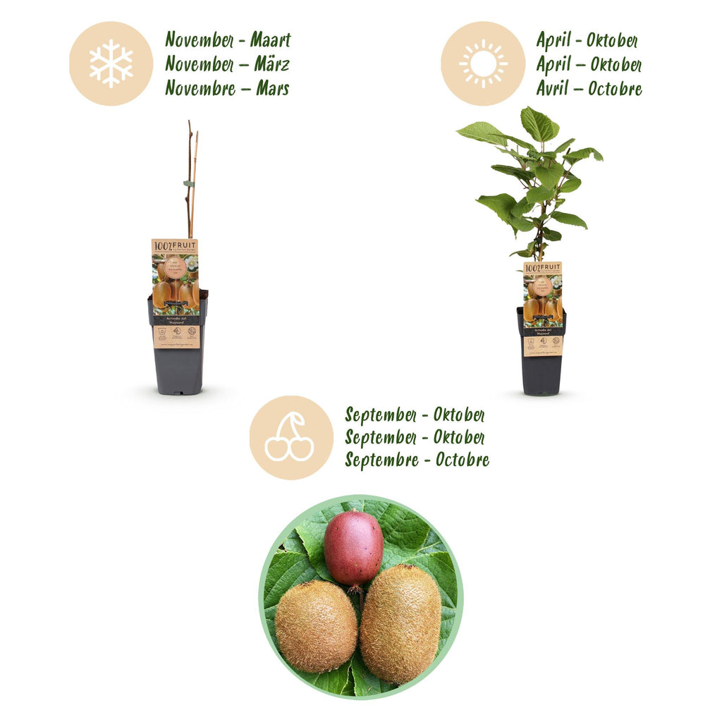 Green boutiQ - Plant fruitier - Actinidia Weiki & Hayward, Ken's Red, Kiwi jaune - Plant de kiwi - 1 mâle - 3 femelles - Plantes - Vert-Rouge-Jaune - Pot 15cm - Hauteur 50cm