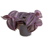 Tradescantia Purple Joy - Spiderwort Purple Joy - Purple - Pink - Tropical - Ø6cm - ↕5cm
