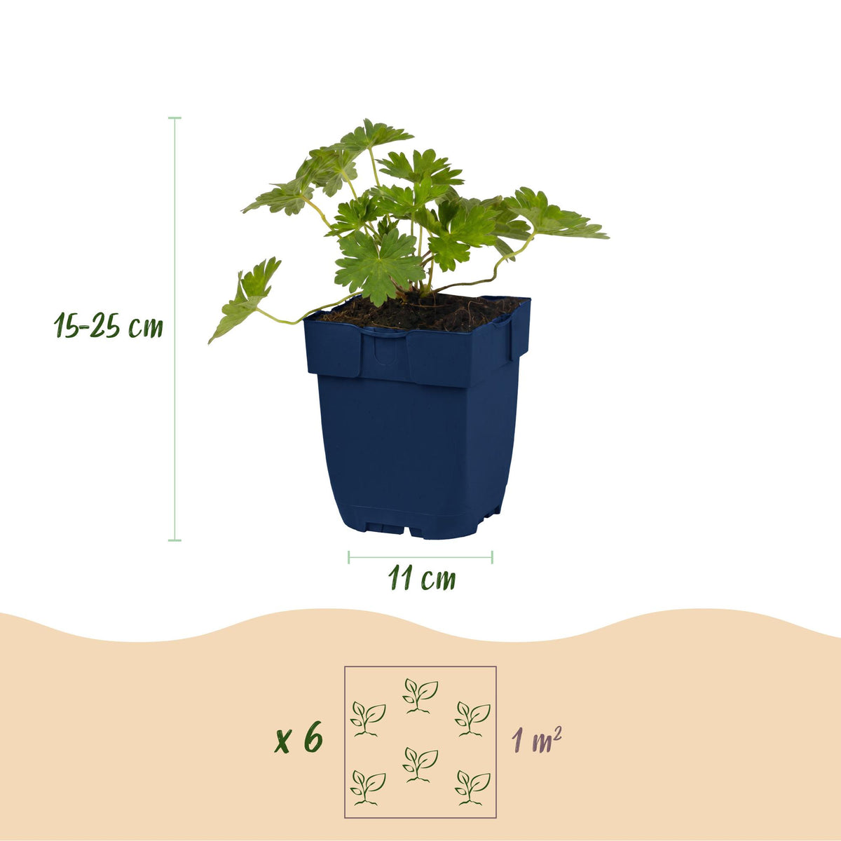 Green boutiQ - Plante vivace - Géranium 'Rozanne' - Géranium vivace - Couvre-sol - Bleu - 12 plantes - Pot 11 cm - Hauteur 15-25 cm