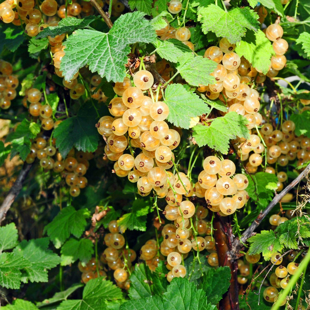 Green boutiQ - Plant fruitier - Ribes rubrum Witte Parel (Groseillier blanc) - Plant de baies - Rustique - Groseille blanche - 2 plantes - Pot 15cm - Hauteur 50cm