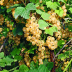 Green boutiQ - Plant fruitier - Ribes rubrum Witte Parel (Groseillier blanc) - Plant de baies - Rustique - Groseille blanche - 2 plantes - Pot 15cm - Hauteur 50cm