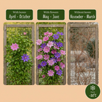 4x Clématite Duo Violet & Rose - Clématite - Violet - Rose - Blanc - Plante grimpante - Ø9cm - ↕35cm