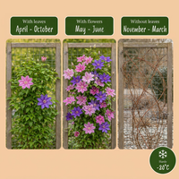 4x Clematis Duo Purple & Pink - Bosrank - Paars - Roze - Wit - Klimplant - Ø9cm - ↕35cm
