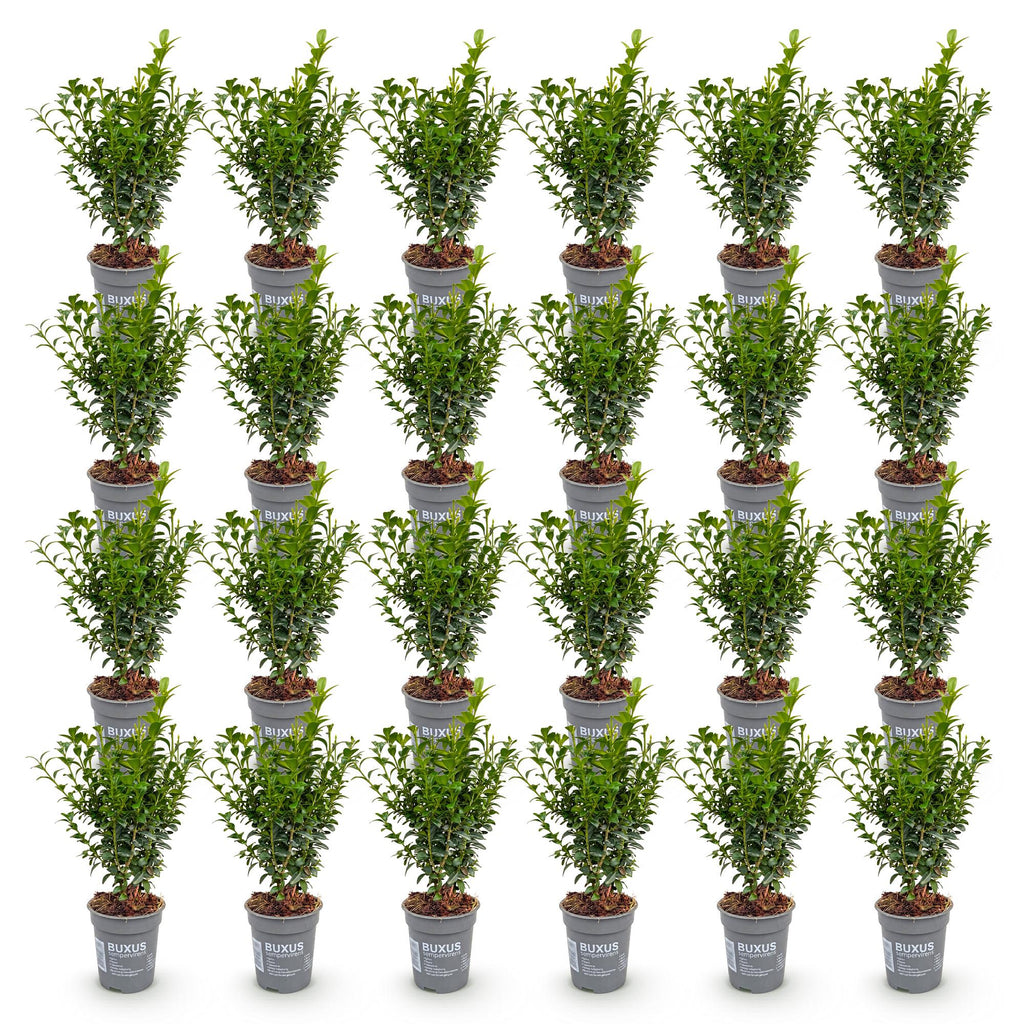 Green boutiQ - 24x Buxus sempervirens - Buis - Plantes de haie - Persistant - Vert - Pot 9cm - Hauteur 20-25cm