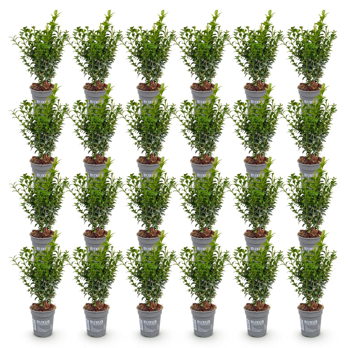 Green boutiQ - 24x Buxus sempervirens - Palmboompje - Haagplanten - Groenblijvend - Groen - Pot 9cm - Hoogte 20-25cm