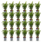 Green boutiQ - 24x Buxus sempervirens - Buis - Plantes de haie - Persistant - Vert - Pot 9cm - Hauteur 20-25cm