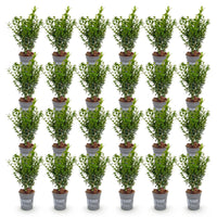Green boutiQ - 24x Buxus sempervirens - Palmboompje - Haagplanten - Groenblijvend - Groen - Pot 9cm - Hoogte 20-25cm