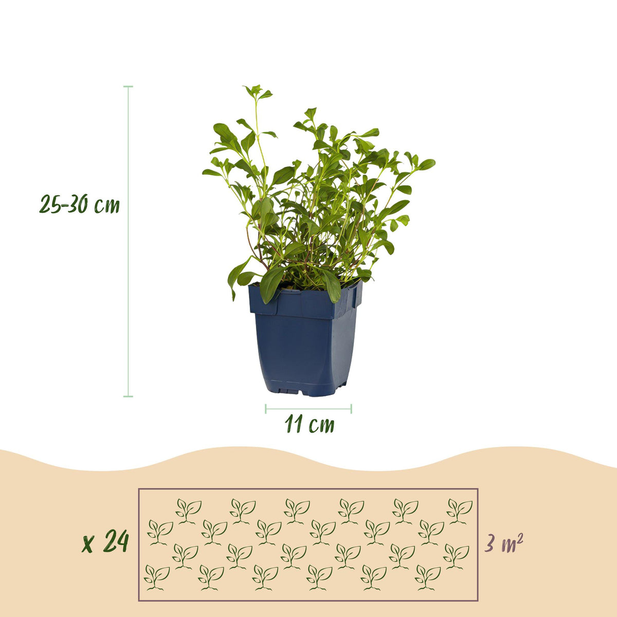 Green boutiQ - Borderpakket - Bodembedekkend - 24 Vaste planten - 3 m2 - Diversen kleuren - Weinig Onderhoud - Pot 11cm