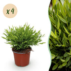 Green boutiQ - Zimmerpflanze - Bambusa Pogonatherum Monica - Bambusgras - Haustierfreundlich - Grün - 4 Pflanzen - Topf 12 cm - Höhe 30-35 cm