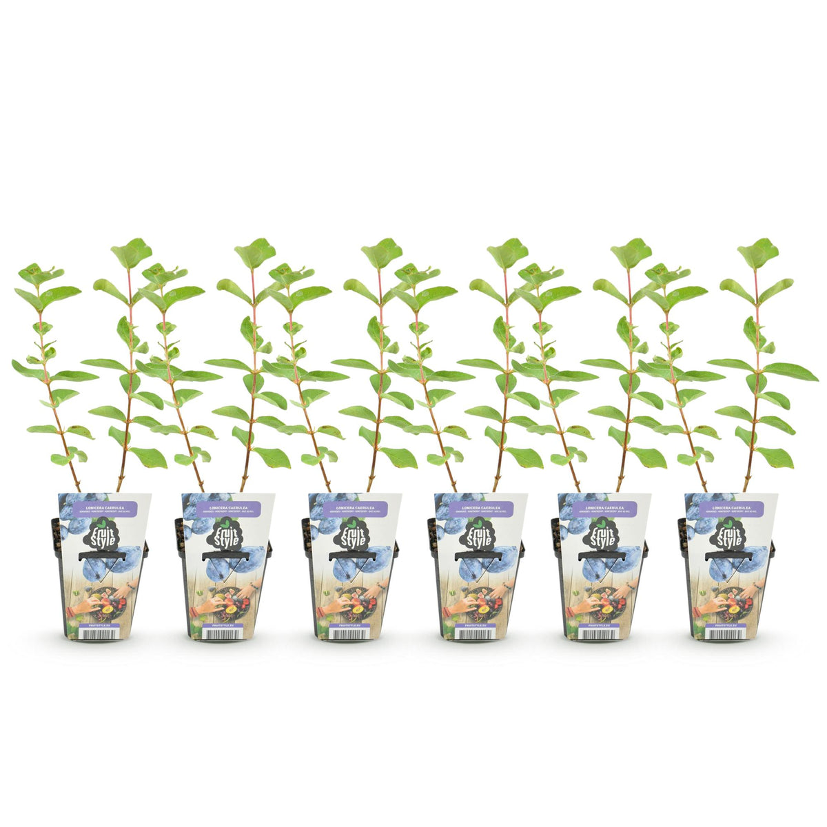 Green boutiQ - Fruitplanten - Honingbes - Lonicera caerulea Kamtschatica - Winterhard - 6 Planten - Pot 9 cm - Blauw  Bes