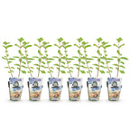 Green boutiQ - Plants fruitiers - Baies de mai - Lonicera caerulea Kamtschatica - Rustique - 6 plantes - Pot 9 cm - Baies bleues