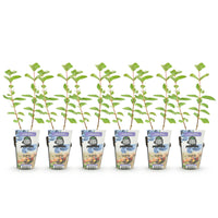 Green boutiQ - Fruitplanten - Honingbes - Lonicera caerulea Kamtschatica - Winterhard - 6 Planten - Pot 9 cm - Blauw  Bes