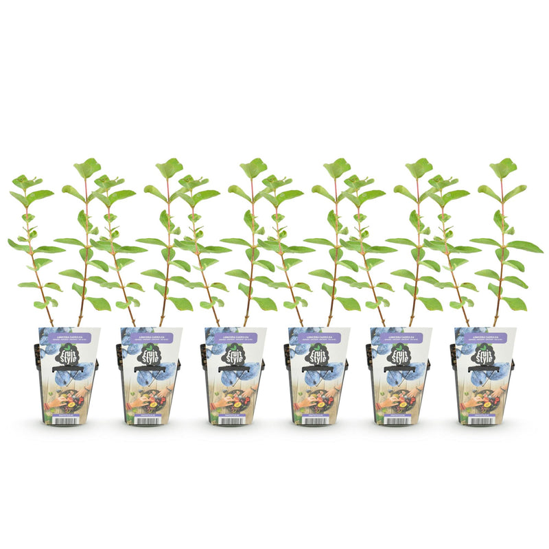 Green boutiQ - Fruitplanten - Honingbes - Lonicera caerulea Kamtschatica - Winterhard - 6 Planten - Pot 9 cm - Blauw  Bes