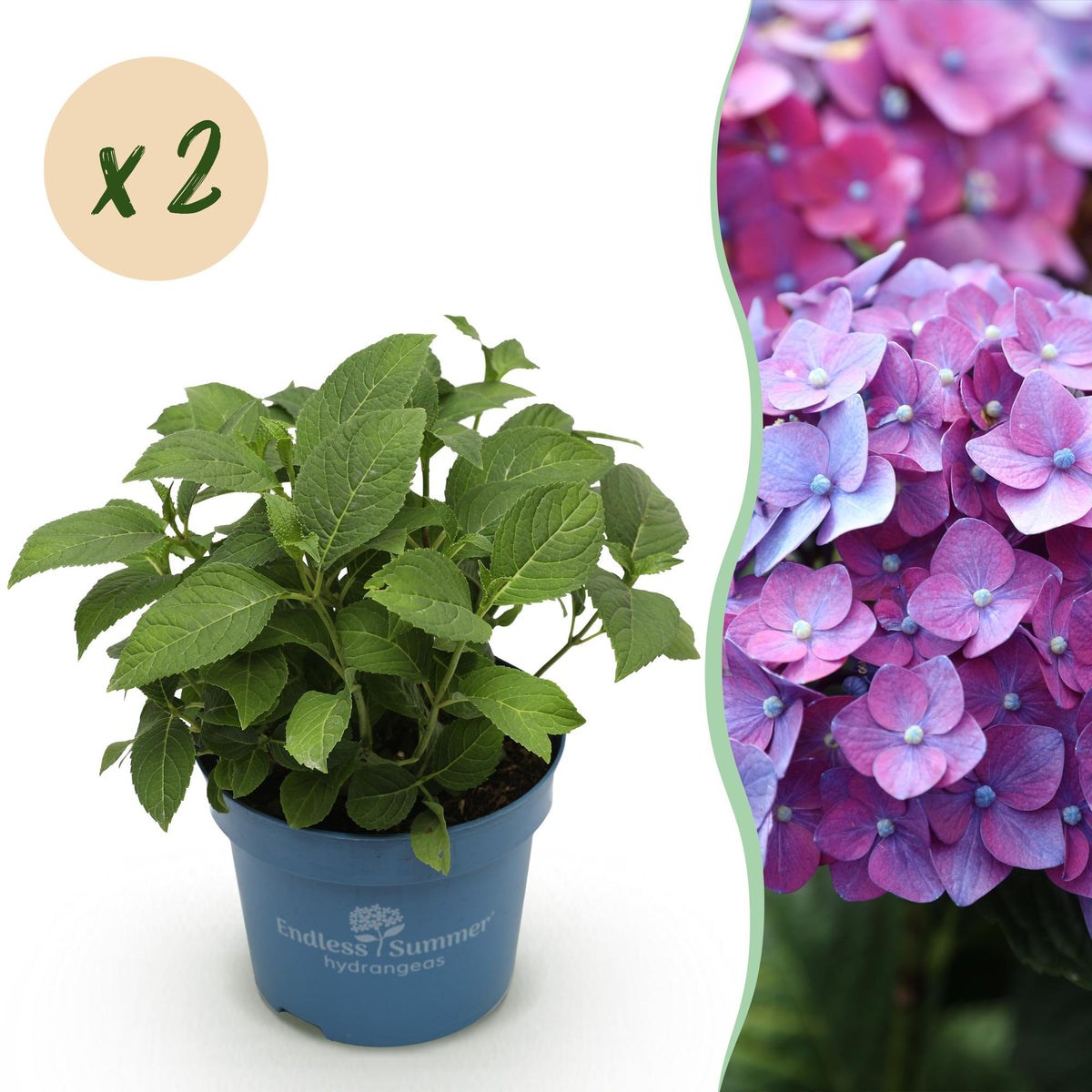 Green boutiQ - Gartenpflanze - Hydrangea Endless Summer Summer Love Purple - Hortensie - Winterhart - Violett - 2 Pflanzen - Topf 14cm - Höhe 20-25cm