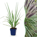 Green boutiQ - Gräser - Pennisetum alop. Black Beauty - Lampenputzergras - Mit Blütenähren - Grün - 12 Pflanzen - Topf 11 cm - Höhe 15-25 cm