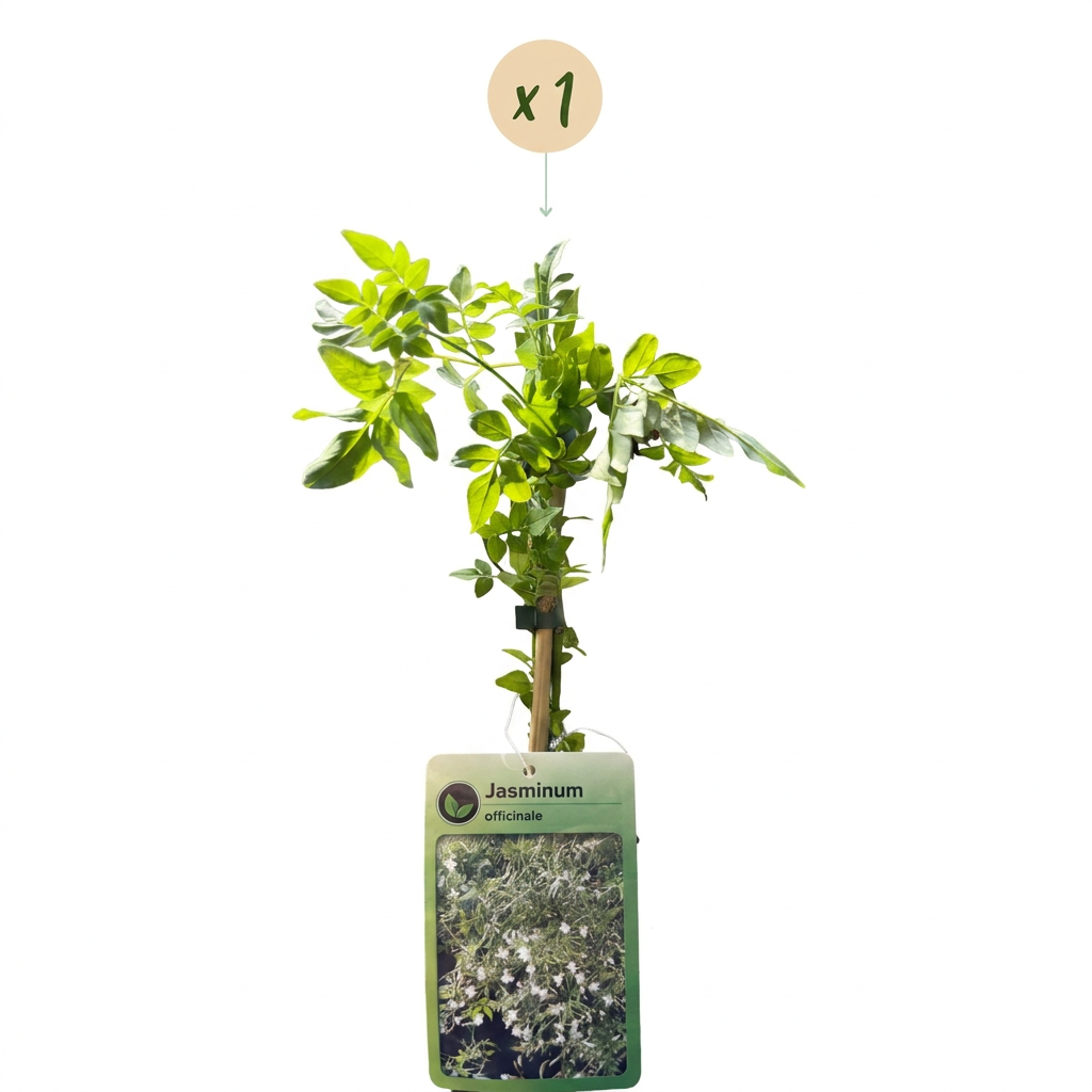 Jasminum officinale - Common jasmine - White - Climber - Ø9cm - ↕35cm
