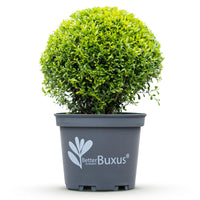 Green boutiQ - Buxus Bol - BetterBuxus Skylight - Resistant tegen Buxus Schimmel - 1 planten - pot 26cm bol 30cm