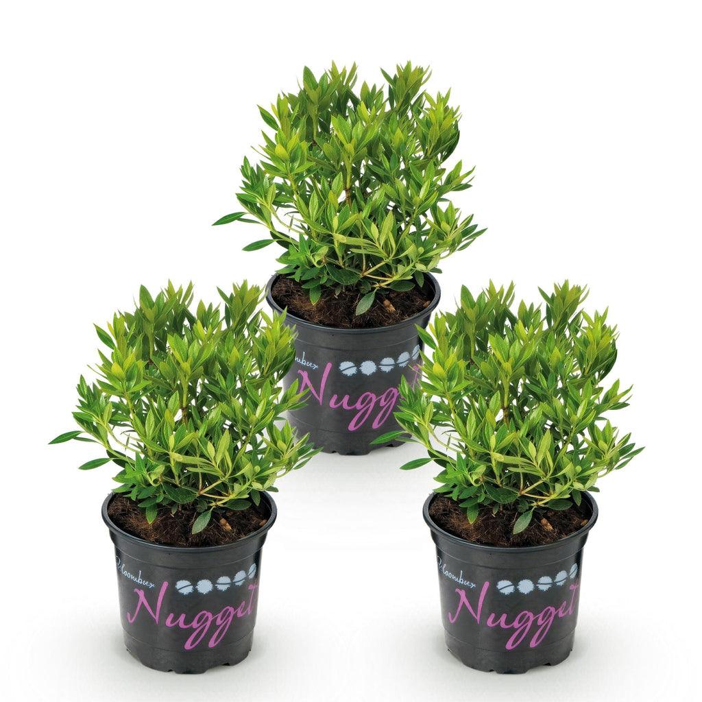 Green boutiQ - Zwerg-Rhododendron - Rhododendron Bloombux Light Pink - Blühender Buchsbaum - Pflegeleicht - Hellrosa Blüte - 3 Pflanzen - Topf 10,5cm - Höhe 20-25cm