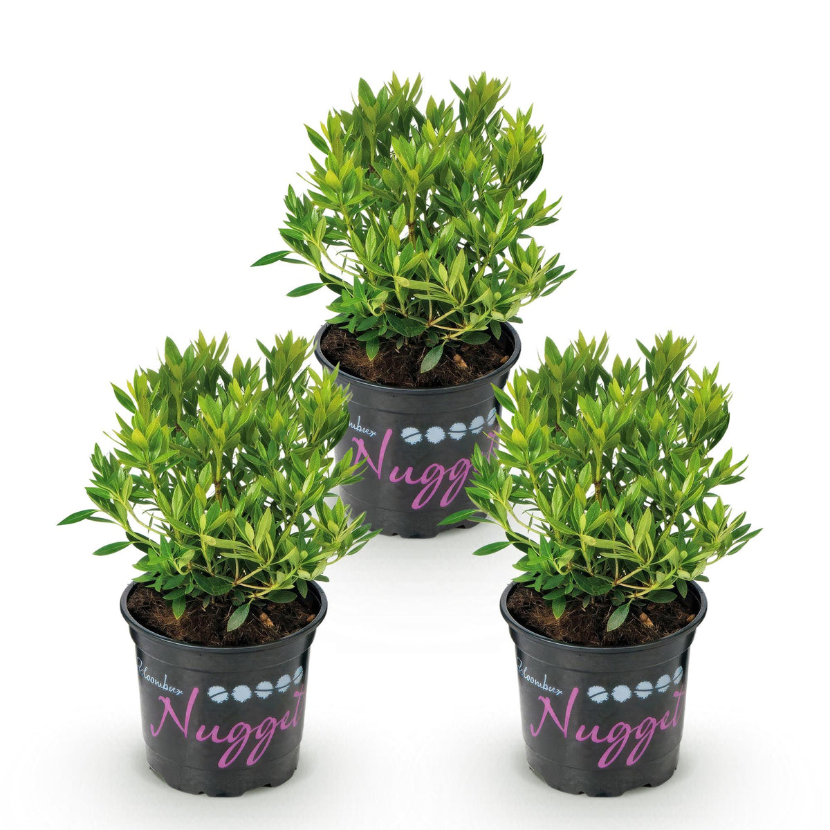 Green boutiQ - Dwerg Rhododendron - Rhododendron Bloombux Light Pink - Bloeiende Buxus - Weinig Onderhoud - Licht Roze Bloem - 3 Planten - Pot 10,5cm - Hoogte 20-25cm