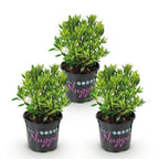 Green boutiQ - Zwerg-Rhododendron - Rhododendron Bloombux Light Pink - Blühender Buchsbaum - Pflegeleicht - Hellrosa Blüte - 3 Pflanzen - Topf 10,5cm - Höhe 20-25cm