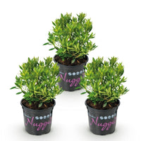 Green boutiQ - Dwerg Rhododendron - Rhododendron Bloombux Light Pink - Bloeiende Buxus - Weinig Onderhoud - Licht Roze Bloem - 3 Planten - Pot 10,5cm - Hoogte 20-25cm