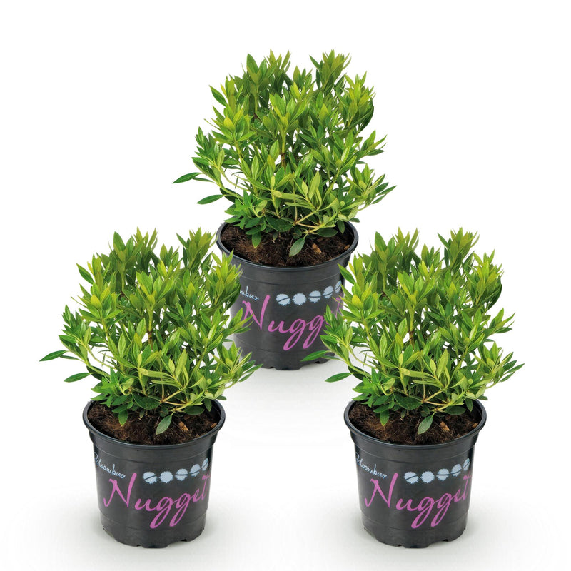 Green boutiQ - Dwerg Rhododendron - Rhododendron Bloombux Light Pink - Bloeiende Buxus - Weinig Onderhoud - Licht Roze Bloem - 3 Planten - Pot 10,5cm - Hoogte 20-25cm