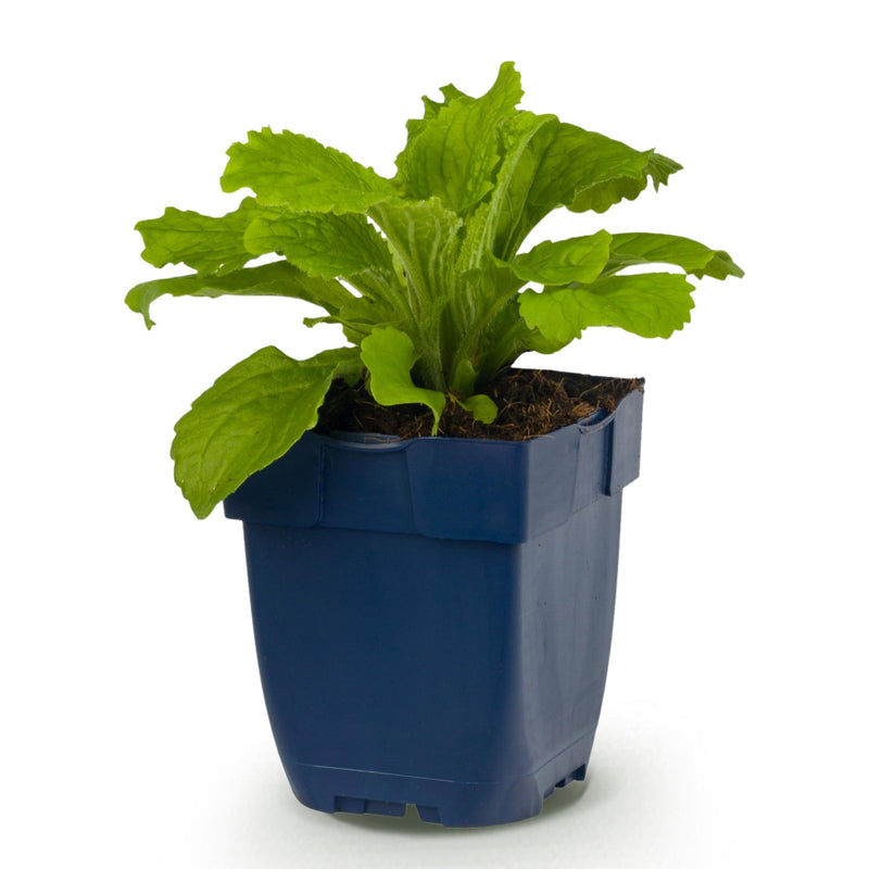 Green boutiQ - Vasteplant - Digitalis purp. Dalmatian Purple - Vingerhoedskruid - Schaduw - Paars - 1 Plant - Pot 11cm - Hoogte 15-25cm