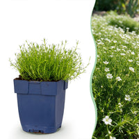 Green boutiQ - Perennial - Sagina subulata - Stonecrop - White - 6 Plants - Pot 11cm - Height 15-25cm