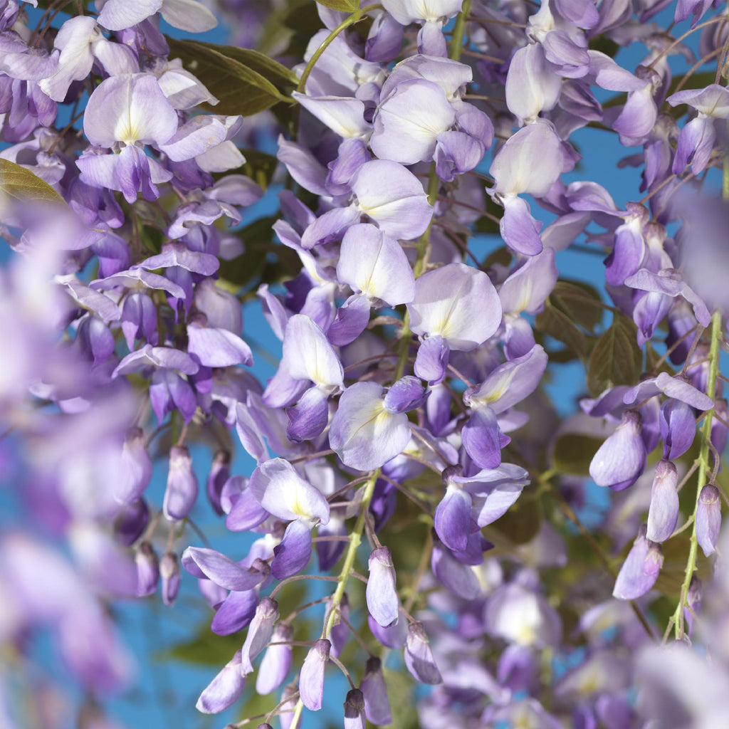 Green boutiQ - Glycine - Wisteria floribunda Prolific - Fleur bleue - 1 plante - Pot 11cm Hauteur 40cm