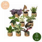 9x Baby Plants Surprise Box - Baby Plants Surprise Box - Various colours - Tropical - incl. Linnea Honey - Ø6cm - ↕5-15cm