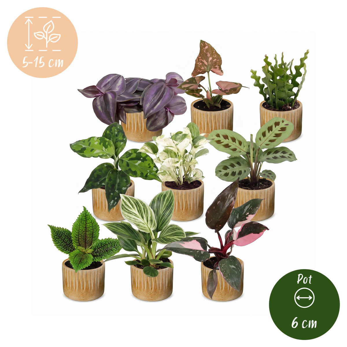 9x Baby Plants Surprise Box - Baby Plants Surprise Box - Various colours - Tropical - incl. Linnea Honey - Ø6cm - ↕5-15cm