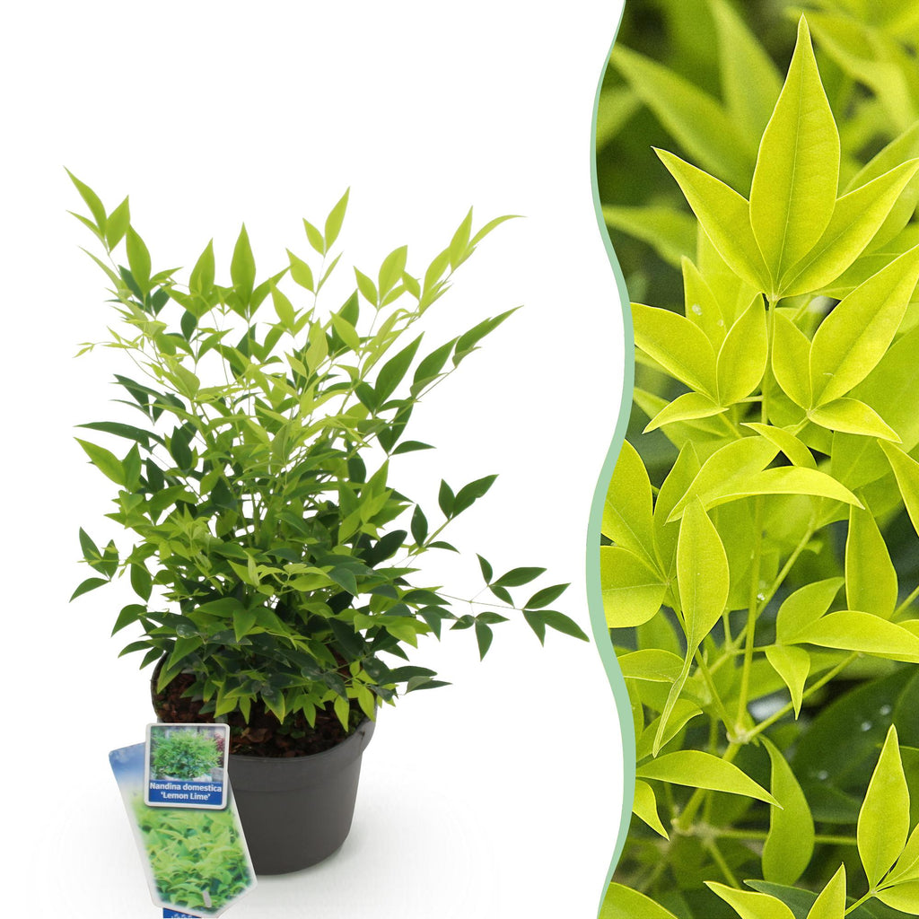 Green boutiQ - Plante de jardin - Nandina Lemon & Lime - Jaune - 1 plante - Persistante - Entretien facile - Pot 17 cm Hauteur 45 cm