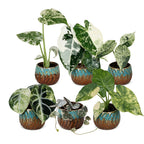6x Baby Variegata Mix - Various colours - Tropical - incl. Copper Reef - Ø6cm - ↕10-15cm