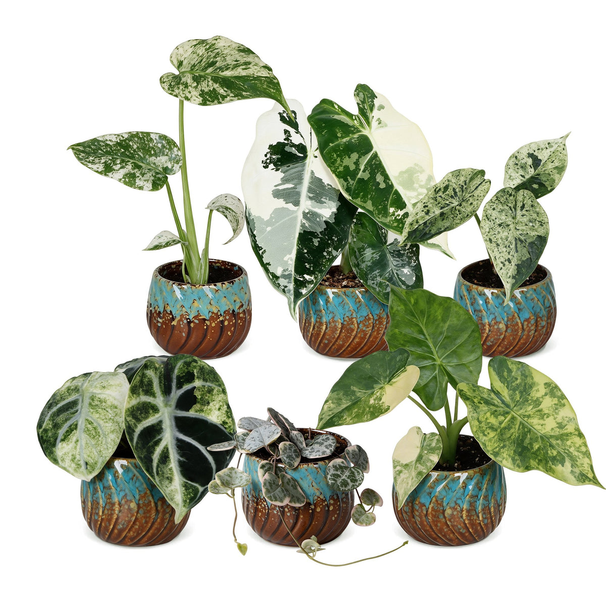 6x Baby Variegata Mix - Various colours - Tropical - incl. Copper Reef - Ø6cm - ↕10-15cm