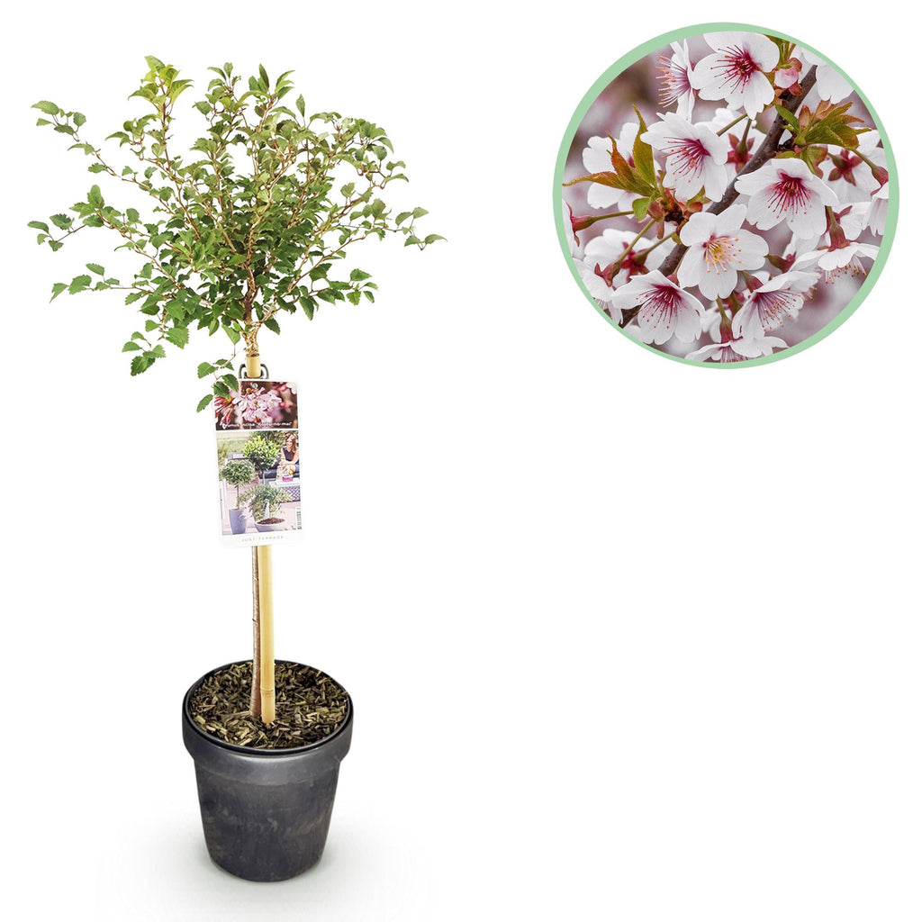 Green boutiQ - Plante sur tige - Prunus incisa Koujou-no-mai - Plante de terrasse - Caduc - Rustique - Fleur blanche - Pot 19cm Hauteur 90cm