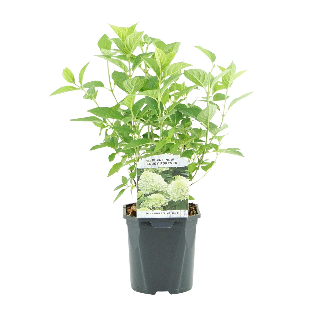 Green boutiQ - Hydrangea paniculata Limelight - Fleurs crème blanc - 1 plante - Caduque - Grandes fleurs - Pot 17cm Hauteur 50cm