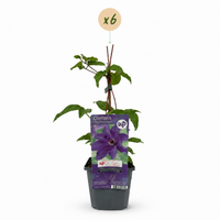 6x Clematis The President - Bosrank - Paars - Klimplant - Ø9cm - ↕35cm