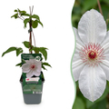 Clématite Miss Bateman - Clématite Miss Bateman - Blanc - Plante grimpante - Ø9cm - ↕35cm